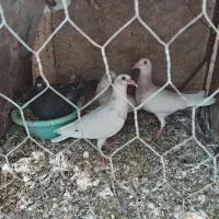 جوجه آلمانی و کرمانی ضمانت هوش(به دلیل بد قولی)