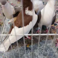 ساده و چپ کاکل