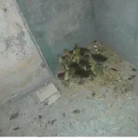جوجه غاز ۲ ماه بومی اصل