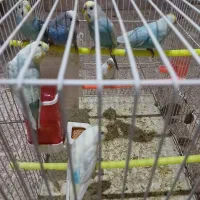 مرغ عشق