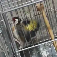 سهره نرکت بنداز جفتی مست کارداده
