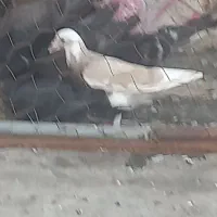 جوجه کفتر افتاب نخورده