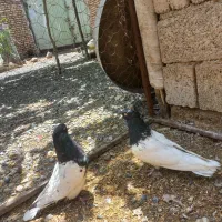 نر وماده کله سیاه