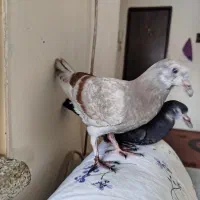 دوعدد کبوتر نروماده