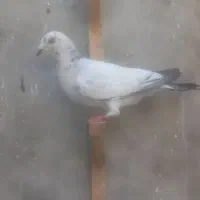 پرنده