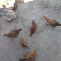 جوجه|حیوانات مزرعه|اهر, |دیوار