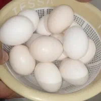 تخم مرغ لاری و خانگی