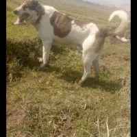 سگ گله تضمینی