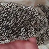 عسل بزباو