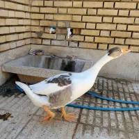 قوغاز|حیوانات مزرعه|خوی, |دیوار