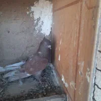 کبوتر
