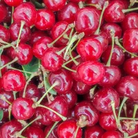 آلبالو مجار درجه یک درشت
