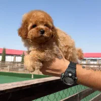 توی پودل اصیل