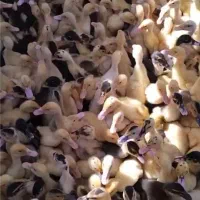 دو هزارتا اردک گوشتی