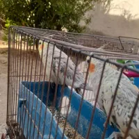 فروش|پرنده|زهک, |دیوار