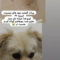 گمشده