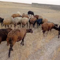 میش مهربانی جوان درجه یک