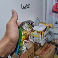 گرینچیک با قفس  و کیف و مطعلقات