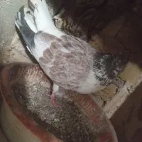 لطفاً دقت کنید و خوب بخونید