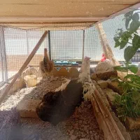 مرغ گلین لری