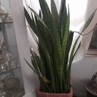 گل طبیعی