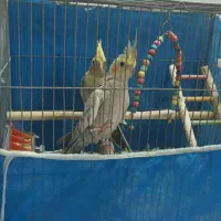 فروش ی جفت نر و ماده عروس هلندی به شرط