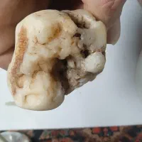 فسیل جنین|کلکسیون اشیاء عتیقه|سراب, |دیوار