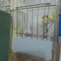 یک جفت عروس هلندی نرو ماده