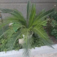 سیکاس