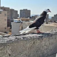 کبوتر