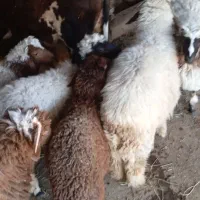 گوسفند نر