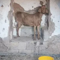 بزدورگه