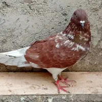 کفتر گمشده