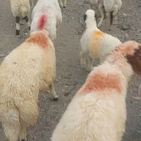 بره نر|حیوانات مزرعه|گناباد, |دیوار