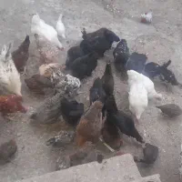 مرغ وجوجه بومی