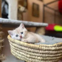گربه های ناز و دوسداشتنی
