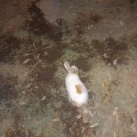 یک عدد خرگوش نر به فروش میرسد