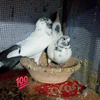 دو جفت کبوتر عالی