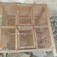 جفت گاه  معاوزه با کبوتر