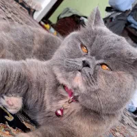 گربه بریتیش گری چشم عسلی صورت خرسی تپل