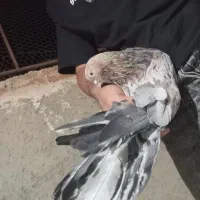 سرول