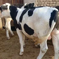 فروش ۸راس گوساله سیمینتال درجه یک یک