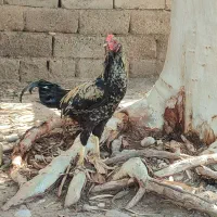 مرغ و خروس جوان