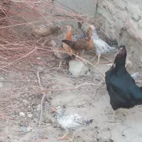 جوجه محلی در روستای یادگار