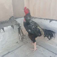 خروس لاری افغان