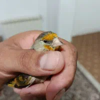جوجه سهره قناری