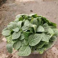 فروش ویژه حسن یوسف،قطره باران ، فیتونیا و یشم رنگی