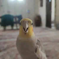 عروس هلندی دو تا نر