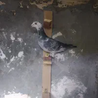 سوسکی المانی