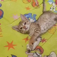 واگذاری گربه ماده ۵ماهه شناسنامه دار